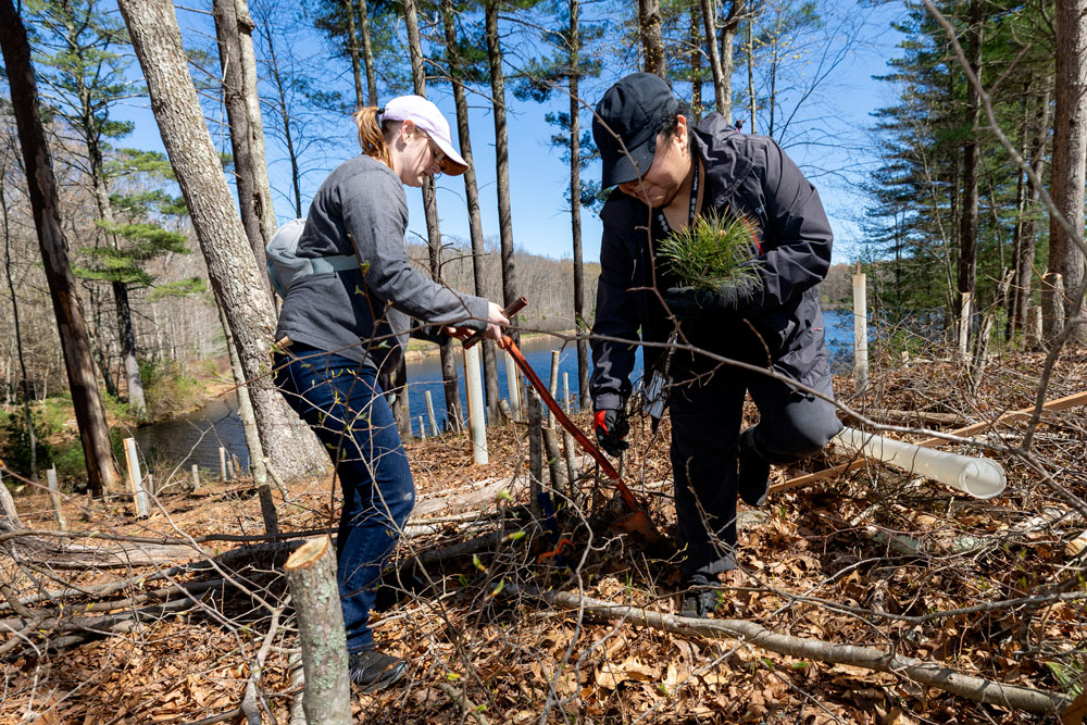 Connecticut Water employees plant trees along Killingworth Reservoir