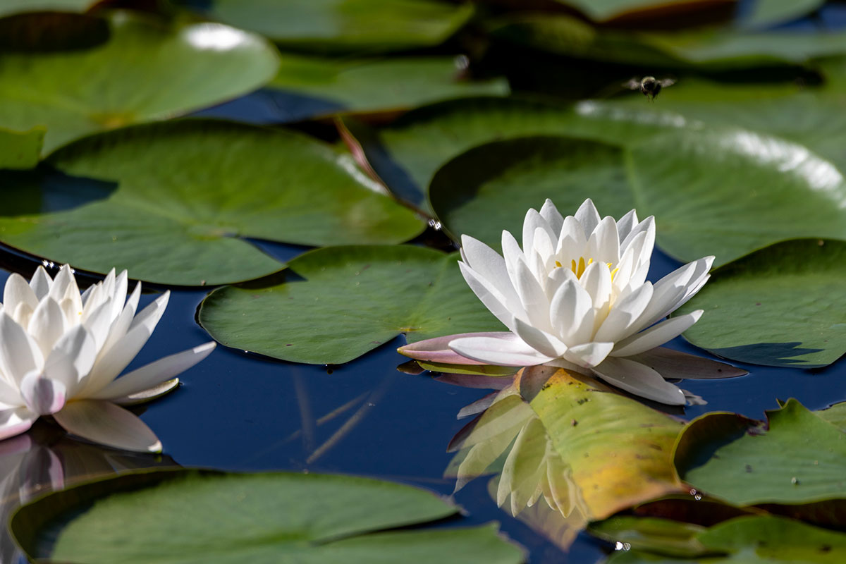 A bee flies over lily pads