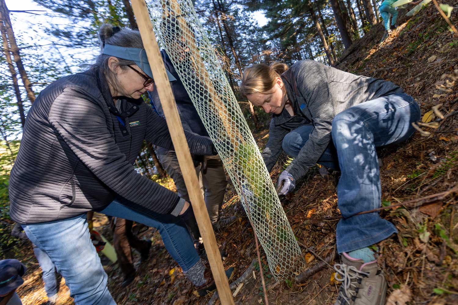 Connecticut Water employee volunteers plant trees along a reservoir in Naugatuck.